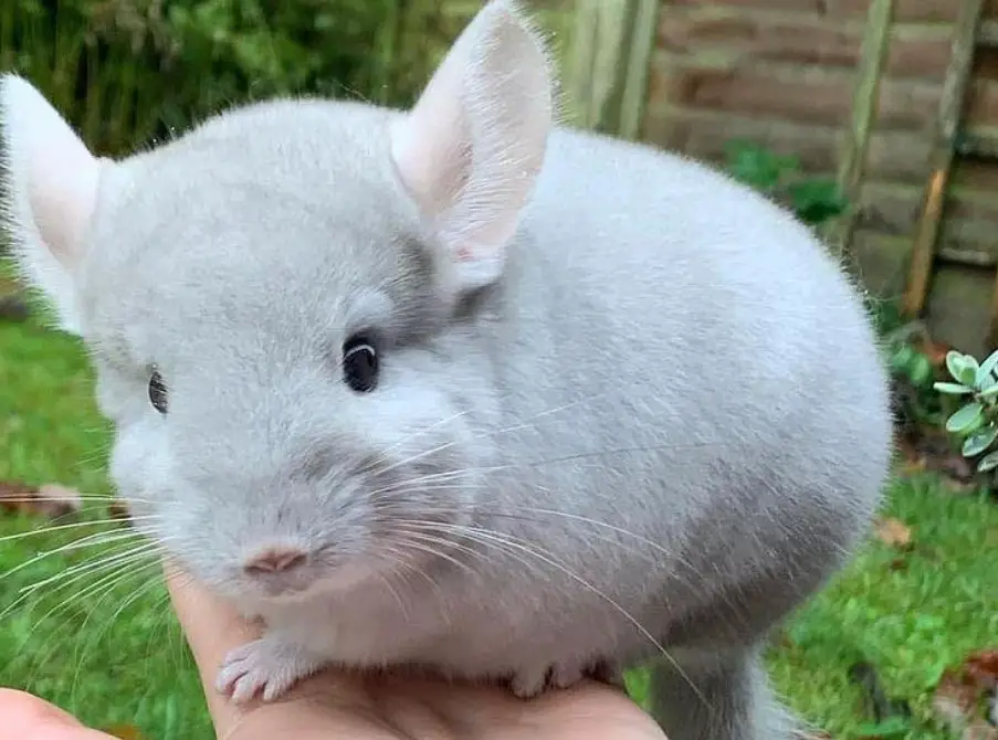 Best Places to Buy a Chinchilla Pet