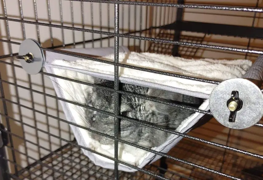 Can Chinchillas Have Blankets in Cage