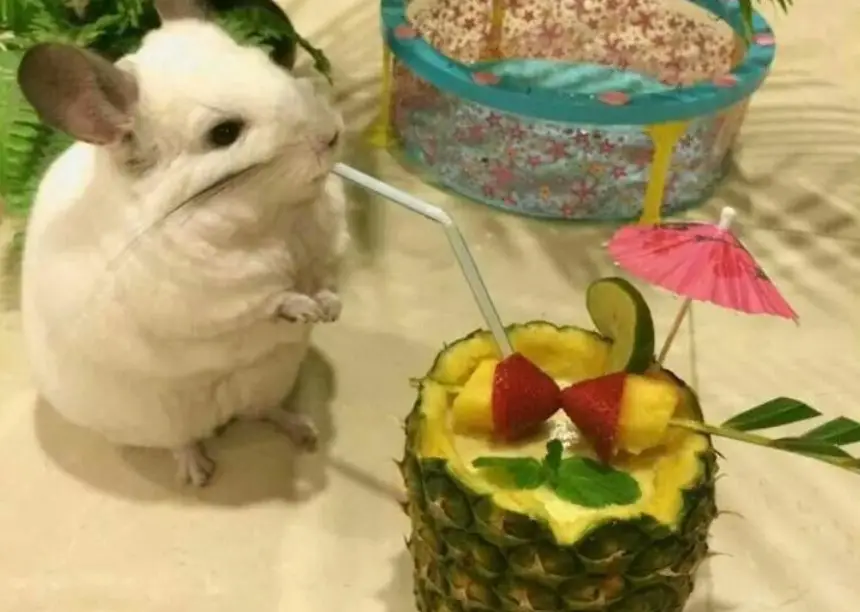 Can Chinchillas Have Pineapple