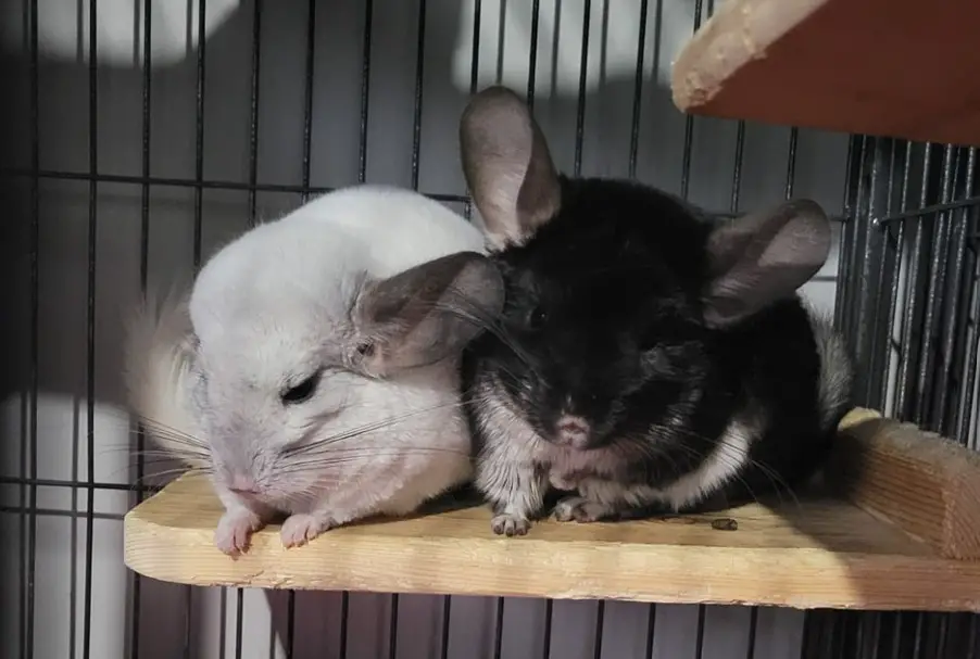 How Long do Chinchillas Live on Average