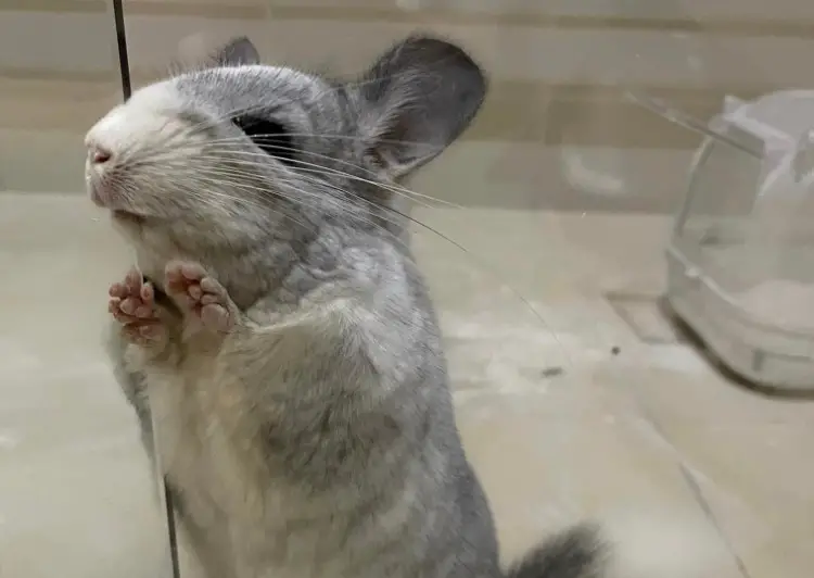How Much Does it Cost to Take Care of a Chinchilla