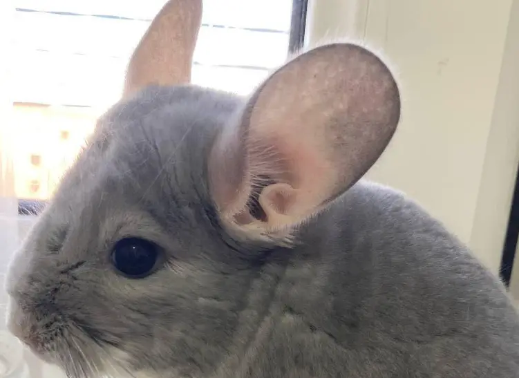 How To Clean Chinchilla Ears