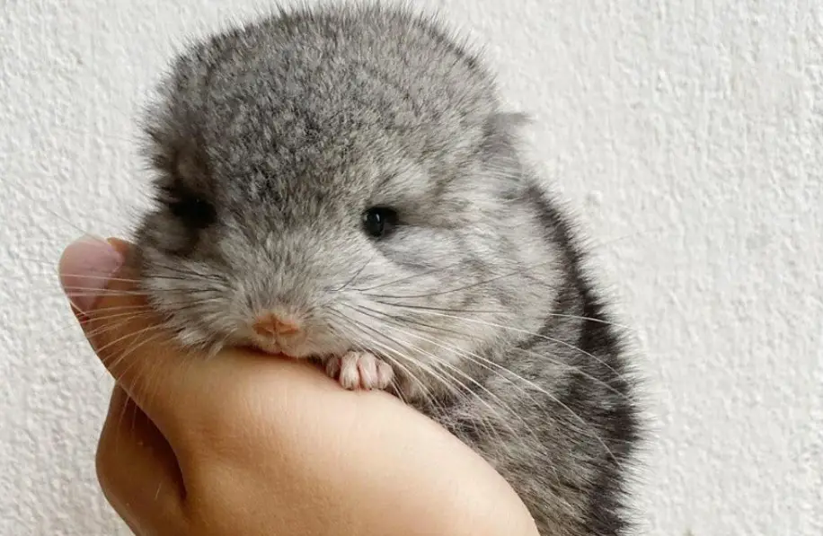 How To Handle Baby Chinchillas