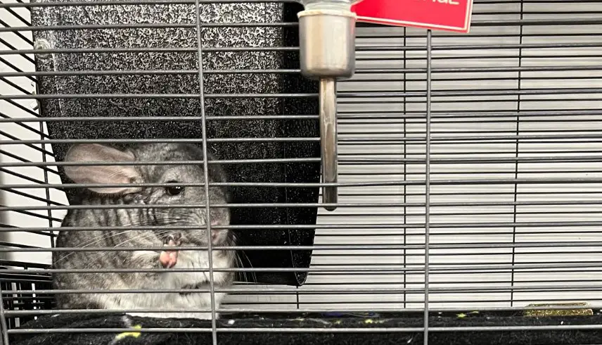 How to Keep Chinchillas Cool in Hot Summer Weather