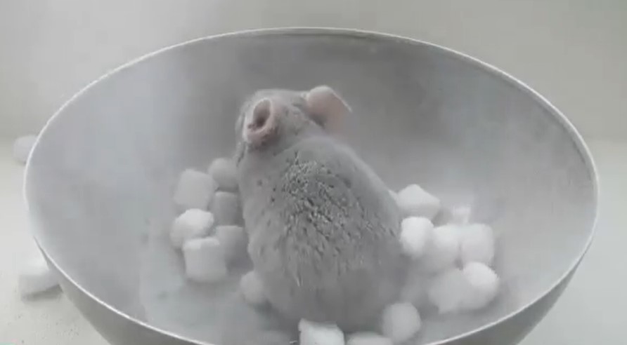 Importance of Giving Your Chinchilla a Dust Bath