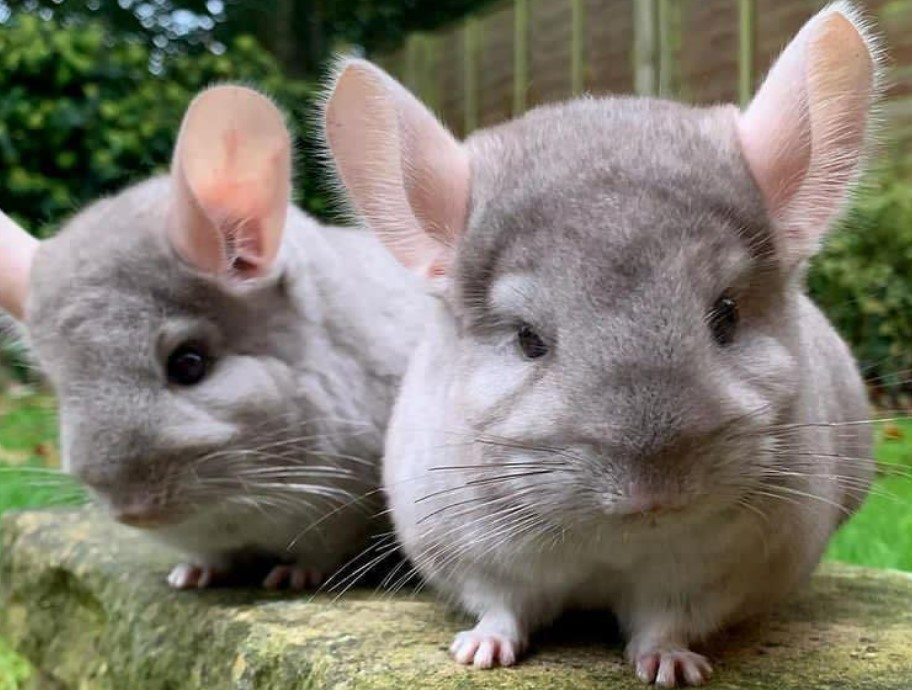 Why are nuts bad for Chinchillas