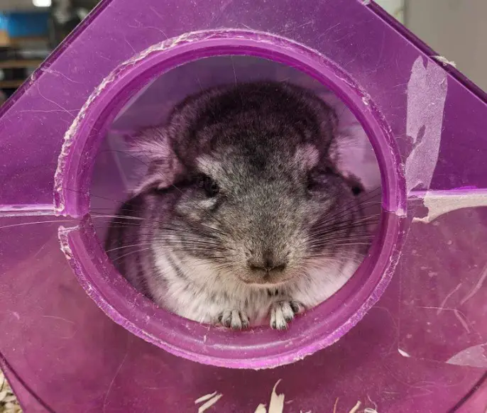 what kind of toys do chinchillas like to play with