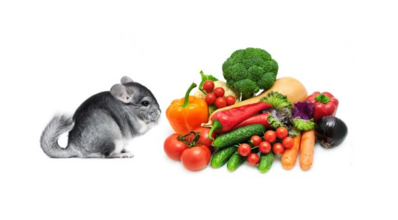 What Vegetables Can Chinchillas Eat