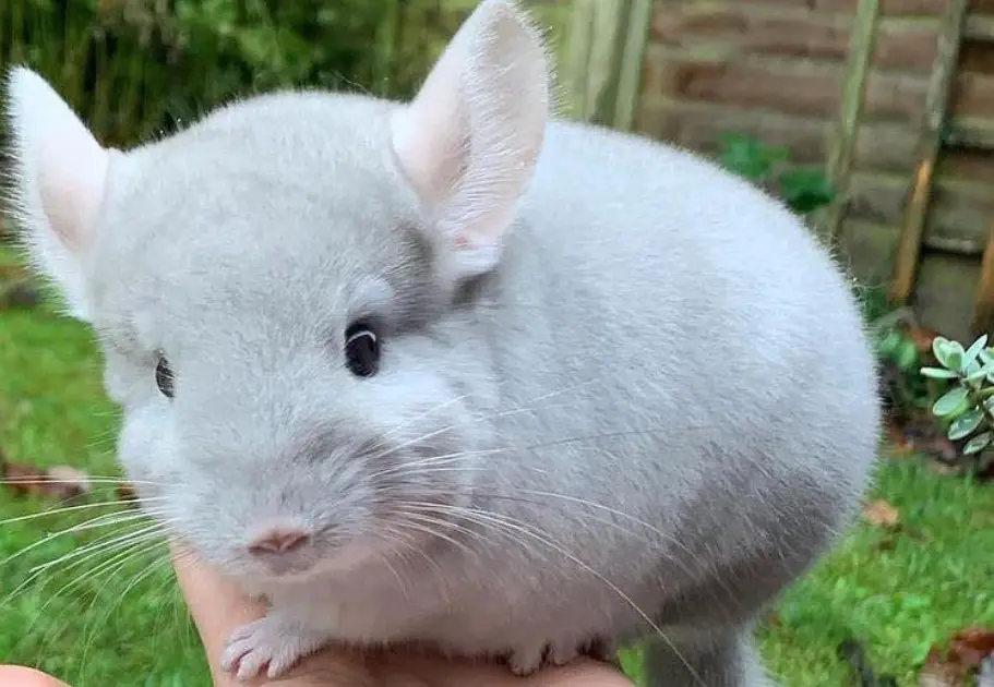 What to Look For When Buying a Chinchilla